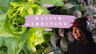 Winter garden |ENG| Rural village living style, Regenerative farming in Italy.