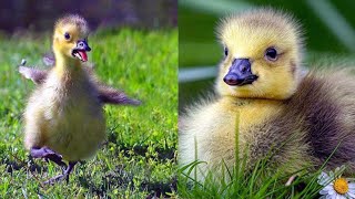 🌞Fat and Fluffy Goslings TRY to FLY (with two-inch wings)!🌞