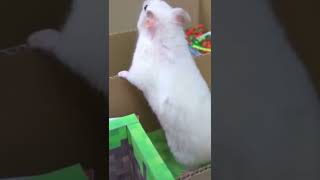 Minecraft (Obstacle course￼) vs Hamster￼ 🐹￼