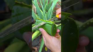 Simple way to get Aloe Vera Gel #shorts #aloevera