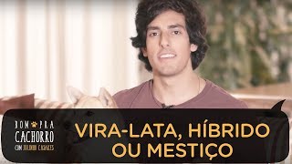 CÃO VIRA-LATA, HÍBRIDO OU MESTIÇO? | Bom pra Cachorro