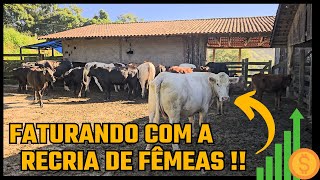 FATURANDO COM A RECRIA DE FÊMEAS !