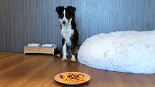 Puppy Temptation Challenge