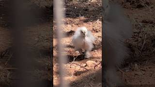 Fluffy chick🐥🧸🐻‍❄️ #birds #babybirds #babychicks #chicken #chicks