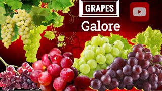 How to propagate grapes tree get more fruits than expected/ how to grafting grapes tree .