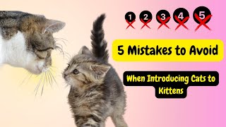 5 Mistakes to Avoid When Cat Introduce to Kitten