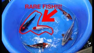 buying some rare koi fish for my pond from a koi farm