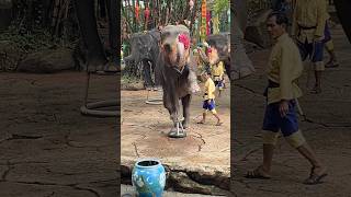 #Elephant games video 2 # smart trained elephants thailand# trending🐙#