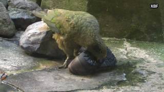 Kea (Nestor notabilis) [HD]