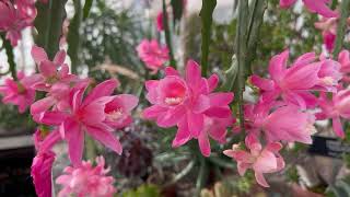 Gaiser Conservatory Cactus Flowers