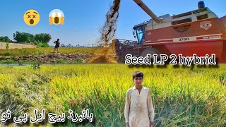 Hybrid Rice🌾 harvest in pakistan🇵🇰|Seed Lp2 harvest with Laverda fiatagri 3790|संकर बीज एलपी 2