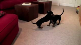 Dachshunds Wrestling - Manny versus Franky HD