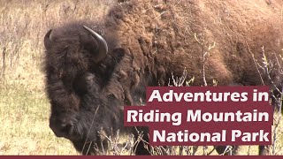 Adventures in Riding Mountain National Park - S1E3