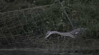 Grey Heron Catches a Fish Just Before Nightfall