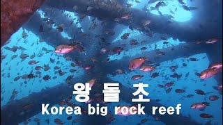 왕돌초 다이빙 korea big rock reef dive. #스쿠버다이빙 #왕돌초 #왕돌초다이빙