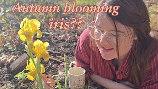 Autumn Surprise | Reblooming Iris for Fall Flowers