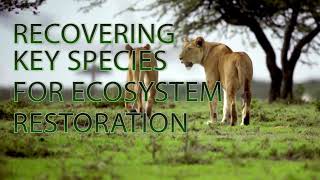 World Wildlife Day 2022 | Recovering key species for ecosystem restoration | SAVE ASIATIC LION | GIR