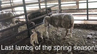 Lambing diaries: And that’s a wrap! Vlog 586