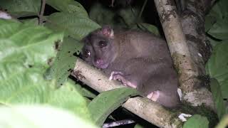 Northern Common Cuscus! First Cuscus of the Trip!