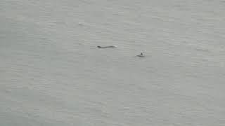 Porpoises at Newcastle County Down