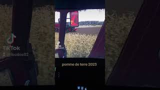 pomme de terre 2023