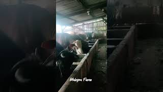 PETANI INI KANDANGNYA SEDERHANA,TAPI SAPINYA SUPER #cow #peternaksapi #sapiindonesia #bredingsapi