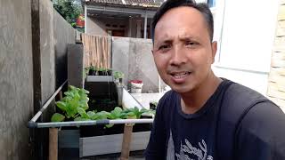 Berkebun dipekarangan rumah