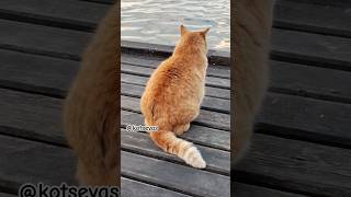 Хорошо рыбачит  Кот🐈красавчик такой🐱 #КотыСевастополя