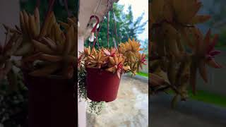 Rain sounds with succulents #rainsounds #asmr #hangingplants