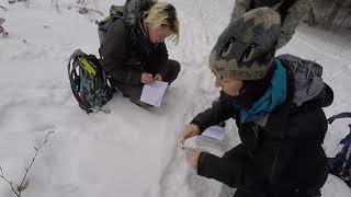 White Wilderness - Carpathian Wolf Volunteer Tracking Project, Slovakia