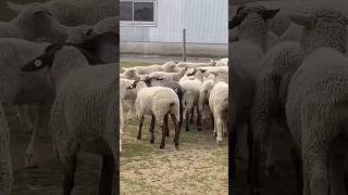 Lamb #shorts #viralshorts# reels #trending