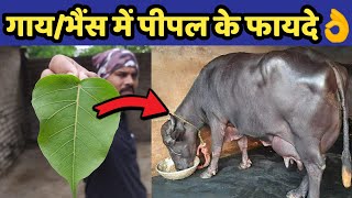 गाय/भैंस को पीपल खिलाने के गजब फायदे👌|पीपल 100 रोगों की एक दवा| Benefits of Peepal in Dairy Farming.