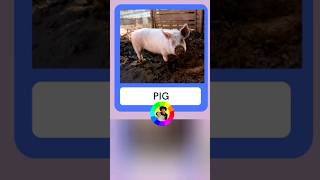 Pig Flashcard #shorts #pig #animals