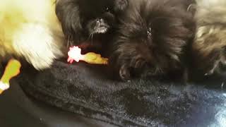 Our pekingese & new toys