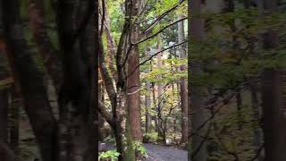 Amazing autumn leaves view #shortsvideo  #asmr  #ilovejapan