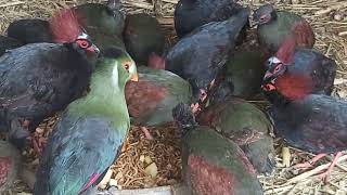 tepeli keklik  ( crested partridge  ) roul roul partridge