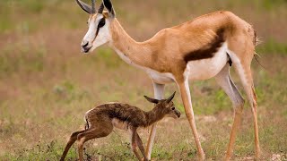 Wildlife Springbok giving birth in savan