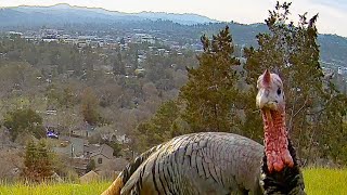 Turkey Rafter Foraging For Food