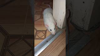 КРЫСА РУФУС ОСТАЛСЯ ОДИН #домашняякрыса #крыса #крыска #руфус #rat #крысаруфус #дрессировка #крыс