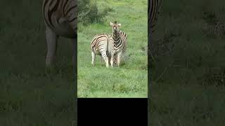 Zebra Chilling figuring things out #addo #Addo National Park #zebra #das zebra #Зебра Донг