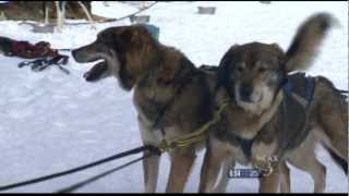 WCAX Blind Sled Dog PKG 3/4/13