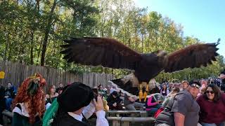 Up close & personal with a Harris Hawk / NC Ren Fest / Falconry