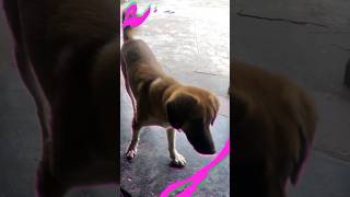 🐶Tobi finally did it 😀 #dog #tiktok #shorts #viral