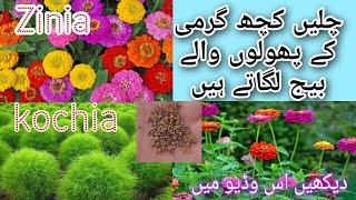 Grow zinia Seeds|Grow Kochia seeds in summer| garmi k pode lagalen jaldi se