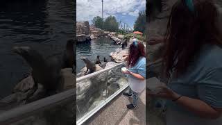 Feeding Sea Lions at SeaWorld Orlando #seaworld #shorts #animallover #animals #animal #disney #sea