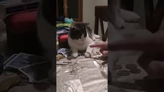 Cucumbers Reaction - Cats scared of Cucumbers Compilation - Funny Video 2023 November