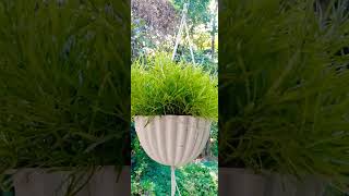 #Hanging plants#shorts #house plants#gardening