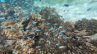 Snorkeling in the Blue Lagoon - Nanuya Lailai, Fiji