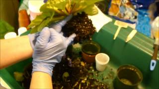 Repotting to Bury a Neck on your African Violet