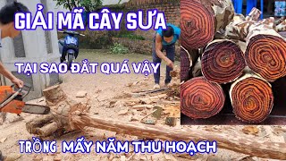 Cây Sưa Là Gì Có Mấy Loại Trồng Mấy Năm Được Thu Hoạch Tại Sao Lại Đắt Trung Quốc Mua Gỗ Sưa Làm Gì